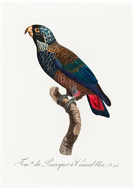 Bronze winged parrot