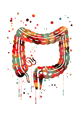 Gastrointestinal tract