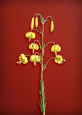 Lilium Pyrenaicum