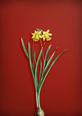 Lesser Wild Daffodil