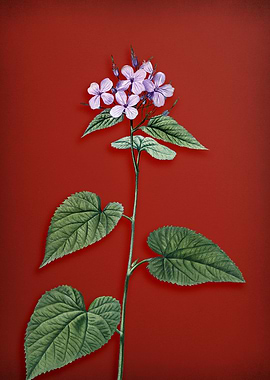 Morning Glory Flower