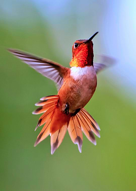 The Hummingbird