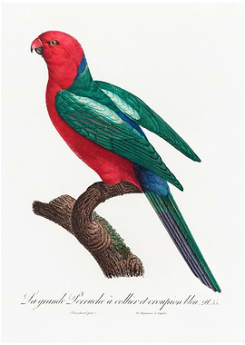 Australian king parrot