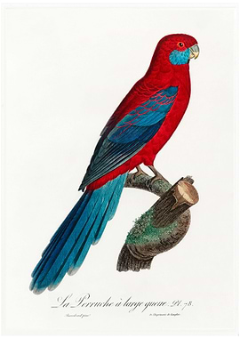 Crimson rosella