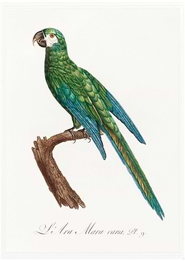 Illiger macaw