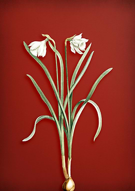 Narcissus Candidissimus