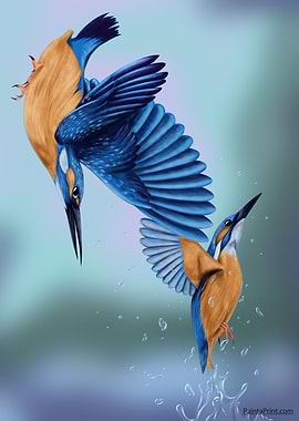 Diving duo: Kingfishers