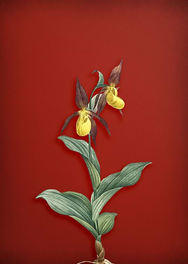 Ladys Slipper Orchid