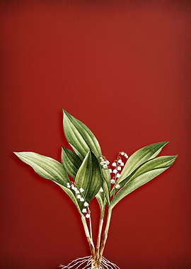 Lily of the Valley
