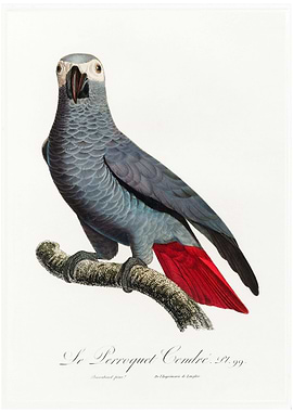 Congo grey parrot