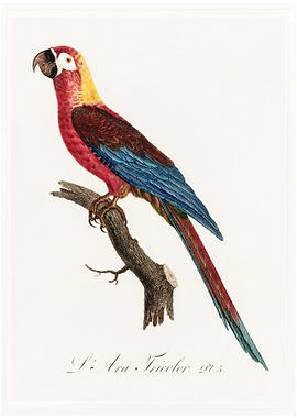 Cuban red macaw