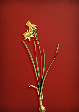 Narcissus Calathinus