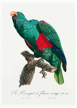 Eclectus parrot