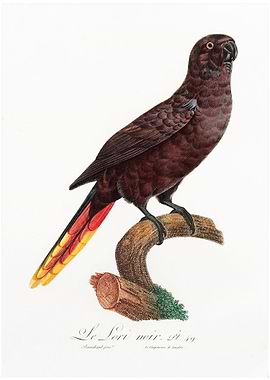 Black lory vintage poster