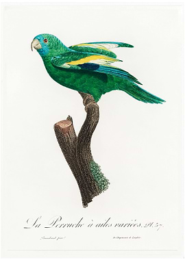 Canary winged parakeet