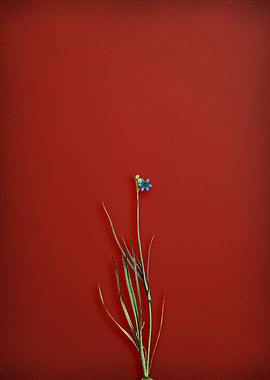 Narrow leaf Blue eye grass