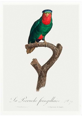 Blue crowned lorikeet