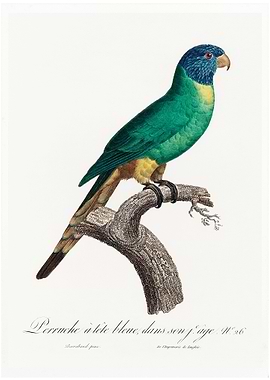 Blue crowned conure