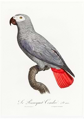 Congo grey parrot
