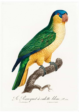 Buru green parrot