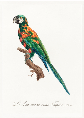 Illiger macaw vintage post