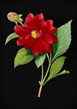 Double Dahlias on Black