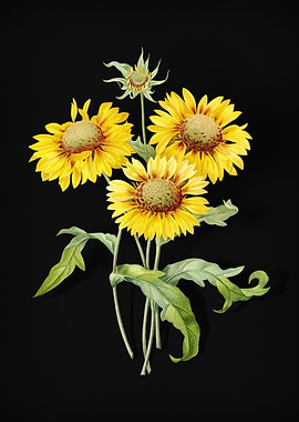 Blanket Flowers on Black