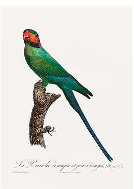 Blossom headed parakeet