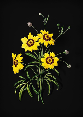 Coreopsis Elegans on Black
