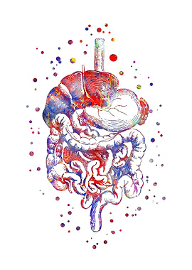 Digestive system