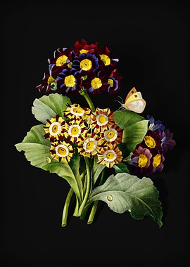 Antique Flower on Black