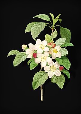 Apple Blossom on Black