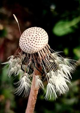 Dandelion