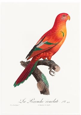 Crimson shining parrot