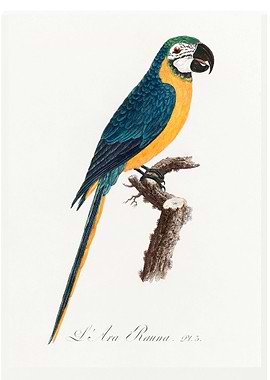 Blue and gold macaw