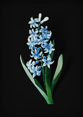 Dutch Hyacinth on Black