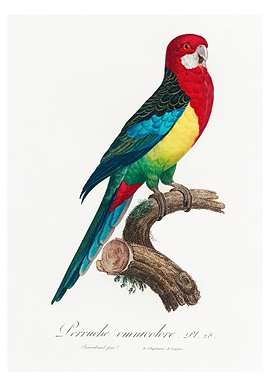 Eastern rosella