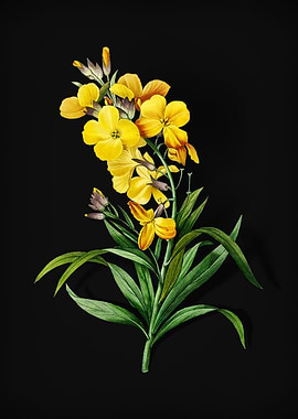 Cheiranthus Flower on Noir