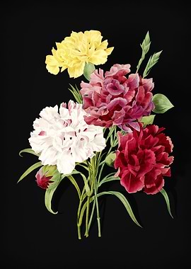 Carnation on Black