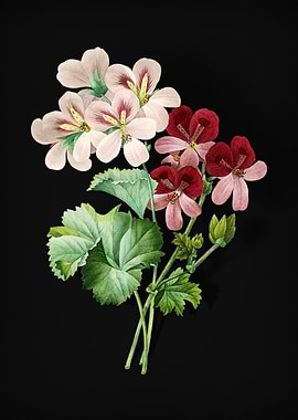 Cranes Geranium on Black