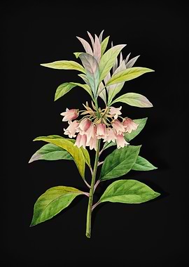 New Year Flower on Black