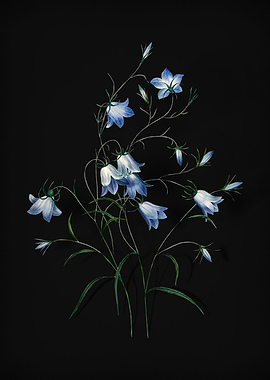Campanule on Black