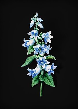 Bellflowers on Black