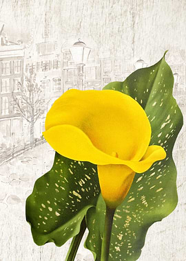 Yellow Calla Lily
