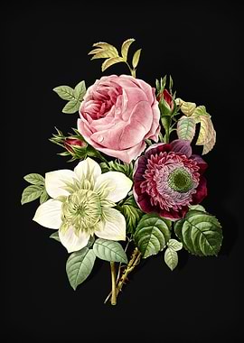 Anemone Rose on Black