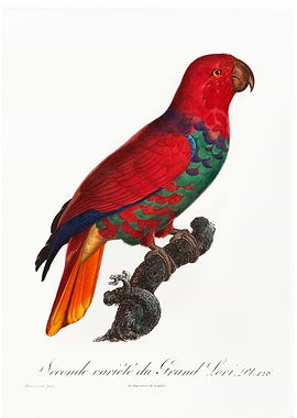 Eclectus parrot