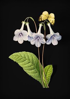 Canterbury Bells on Black
