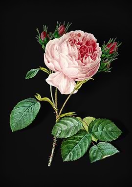 Centifolia Roses on Black