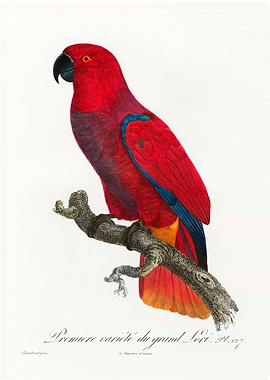 Eclectus parrot