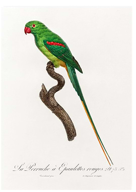 Alexandrine parrot